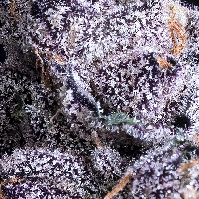 Prizm Goldies Infused Pre-Rolls 5-Pack [3g] - Image 8