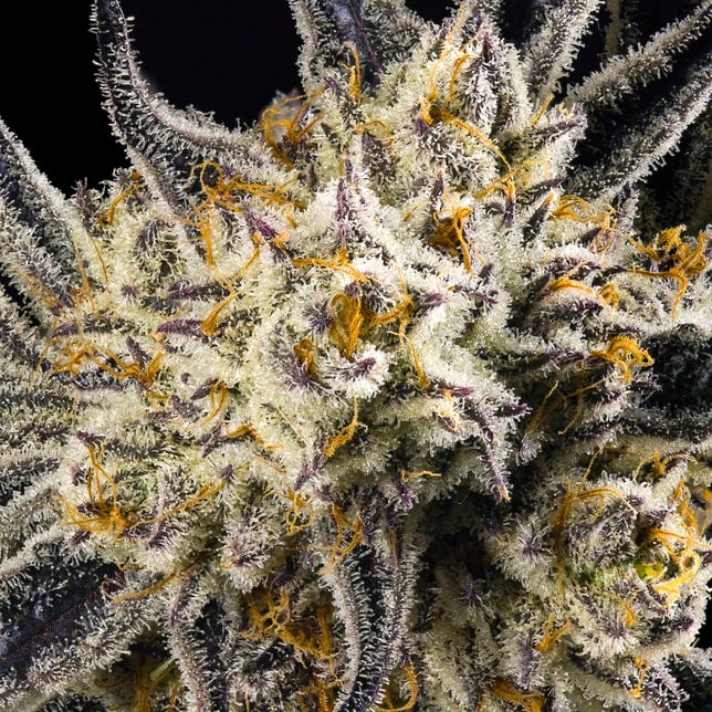 FKAFL Pre-Roll [1g] - Image 8