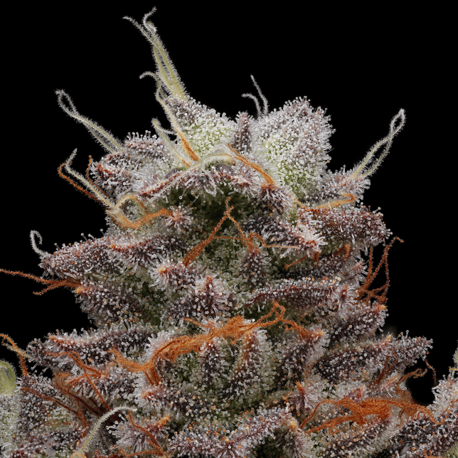 Animal Tsunami [1g] - Image 5