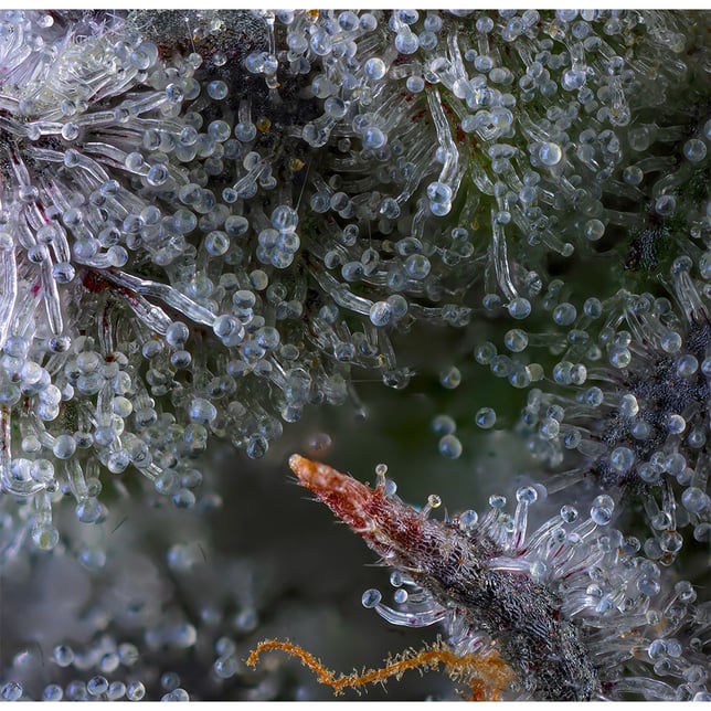 Chroma Gold Blend - Image 14