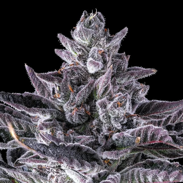 98K Pre-Roll [1g] - Image 7