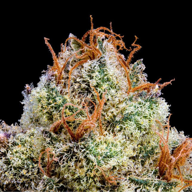 ZuZu Zangria Halo [1.9g] - Image 4