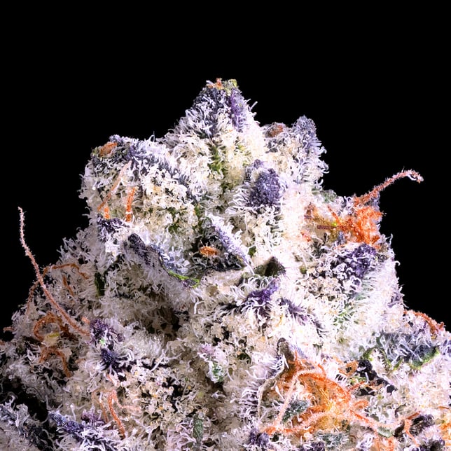 Shangri-La Maven Minis [14g] - Image 4