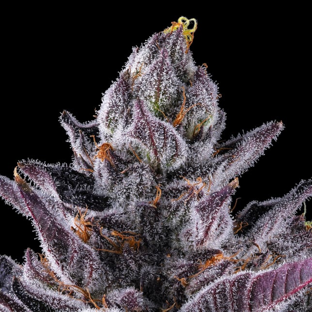 Chrome Dome Pre-Roll 5-Pack (2.5g) - Image 8