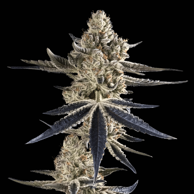 FKAFL Pre-Roll [1g] - Image 7