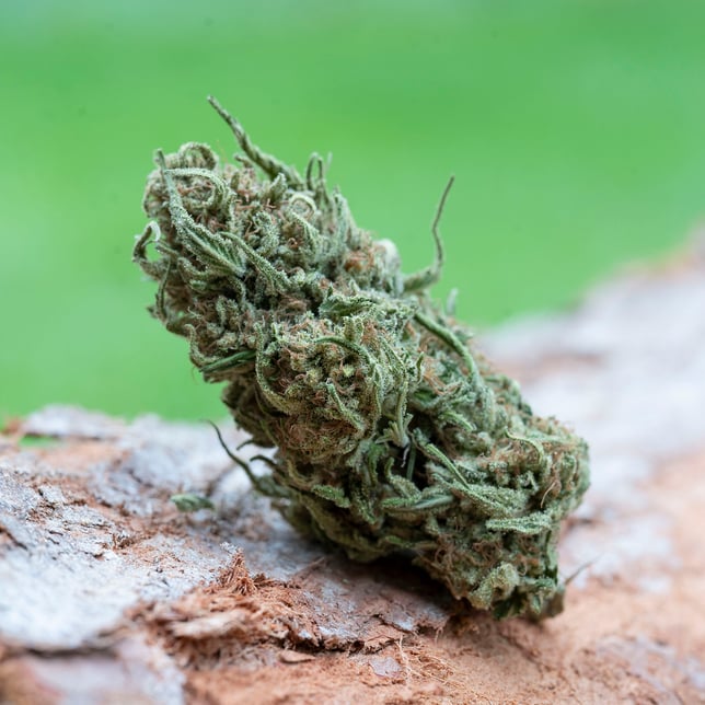 Blue Skunk x Briceland Forest Farm [7.5g] - Image 2