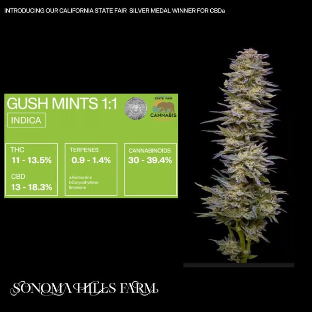 1:1 Gush Mints - Image 3