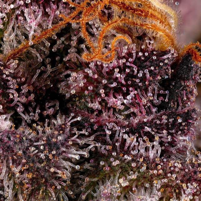 Lemon Cherry Tropicana Gold Blend - Image 13