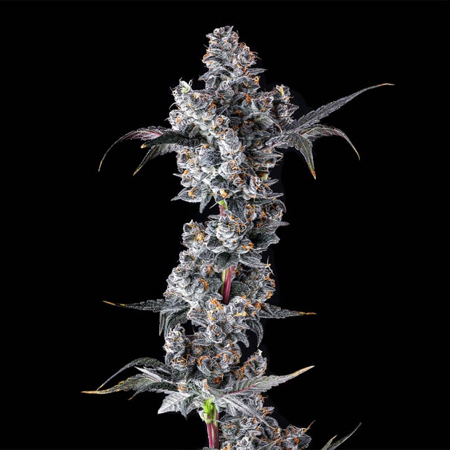 French Lotus Pre-Roll [1g] - Image 5