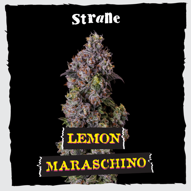Lemon Maraschino - Image 2