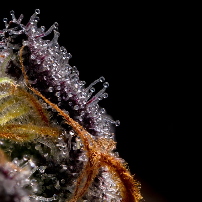 Waffle Cone - Image 2 Waffle Cone - Image 2