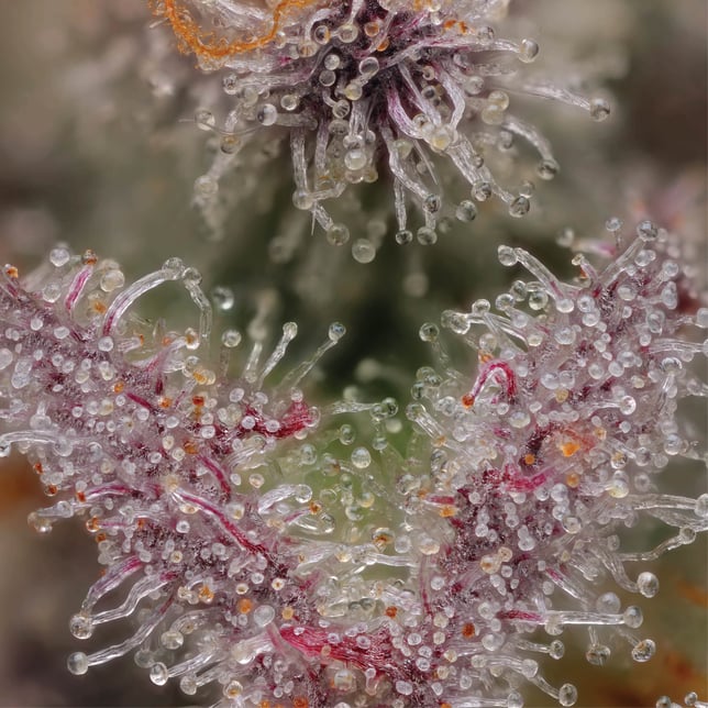 M.A.C. [1000mg] - Image 4