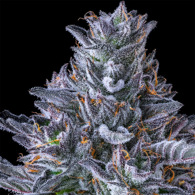 Chroma Gold Blend - Image 10