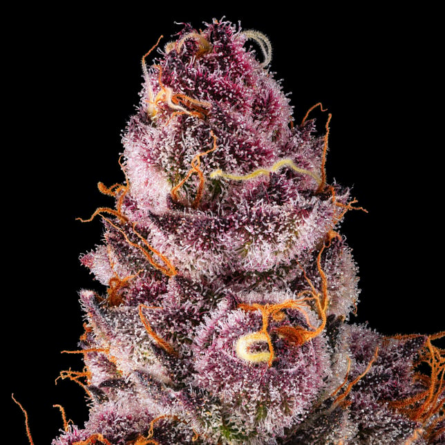Lemon Cherry Tropicana Pre-Roll 5-Pack [2.5g] - Image 8