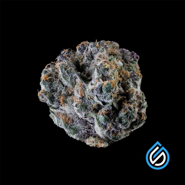 Tropical Cherry - Image 2