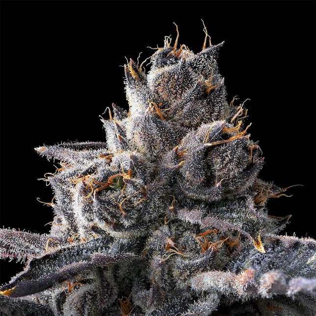 New Money Pre-Roll [1g] - Image 8