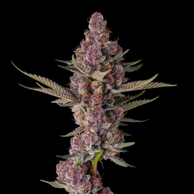 Lemon Cherry Tropicana Maven Minis [14g] - Image 6