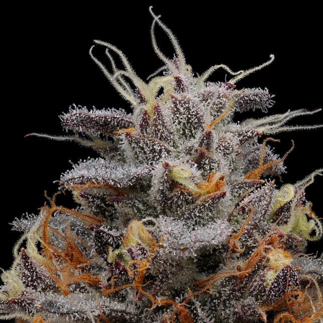 Emergency #9 - Image 4 Emergency #9 - Image 4