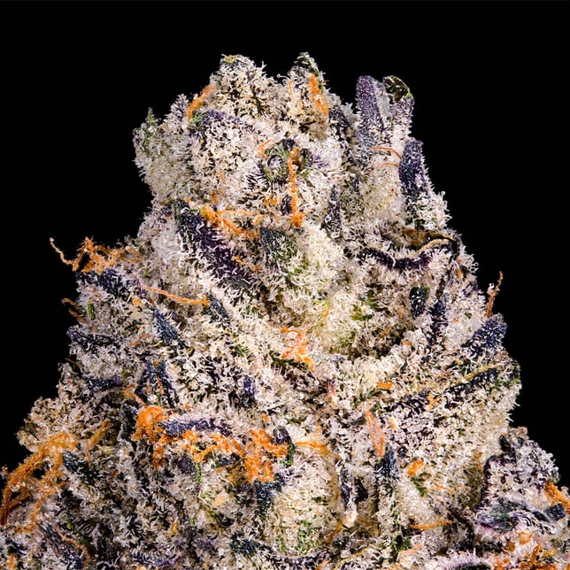 Chroma Pre-Roll 5-Pack [2.5g] - Image 4