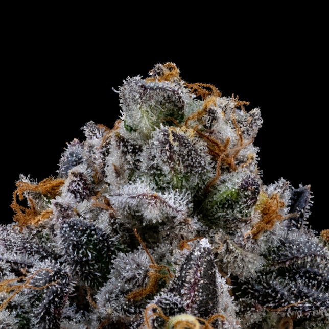 Legacy Kush - Image 1