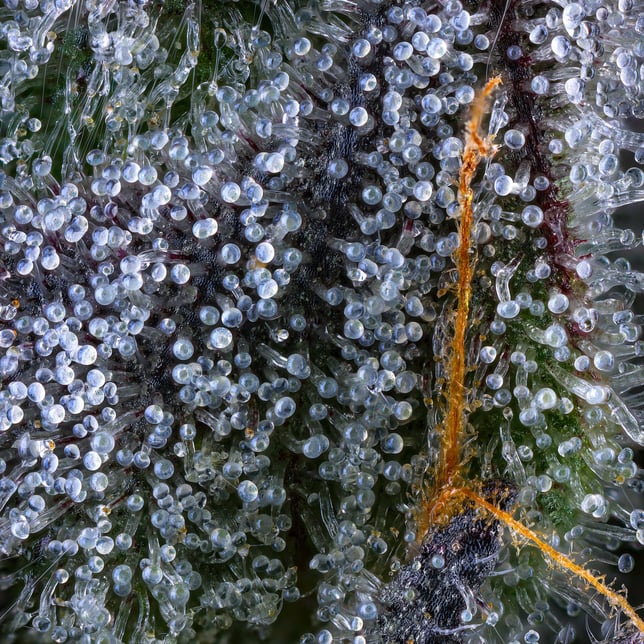 Chroma Pre-Roll 5-Pack [2.5g] - Image 11