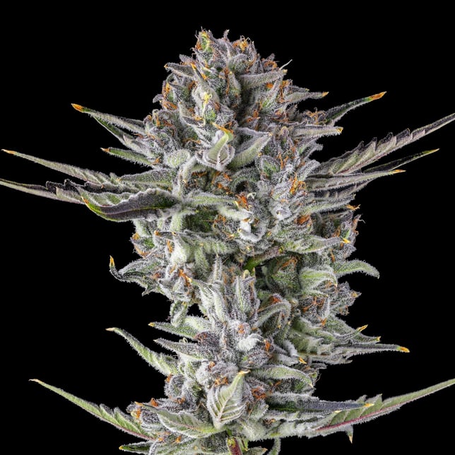 BluZangria Goldies Infused Pre-Rolls 5-Pack [3g] - Image 7