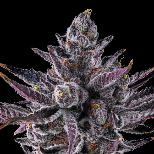 Chrome Dome Pre-Roll 5-Pack (2.5g) - Image 7