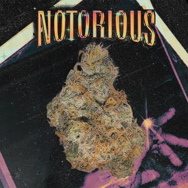 Notorious #1 - Image 2