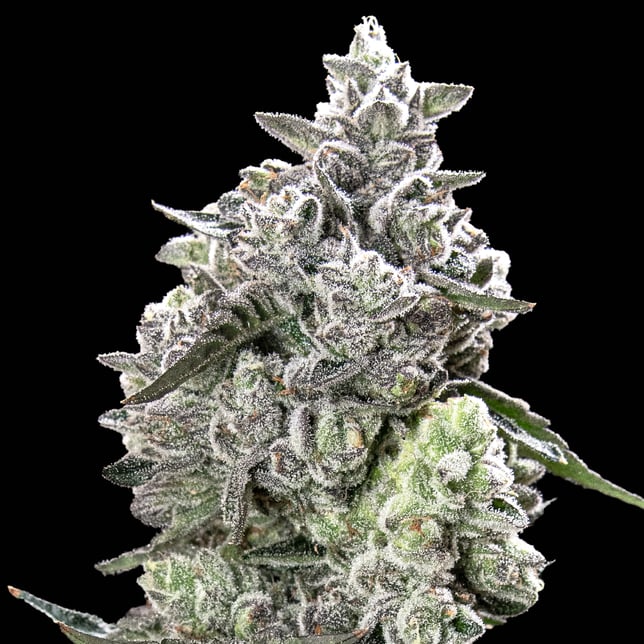 Black Diamond X Pre-Roll 5-Pack [2.5g] - Image 9