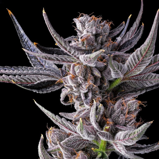 Lipsmackerz [3.5g] - Image 6