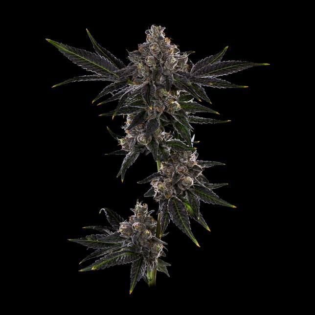 Pave - Image 2 Pave - Image 2