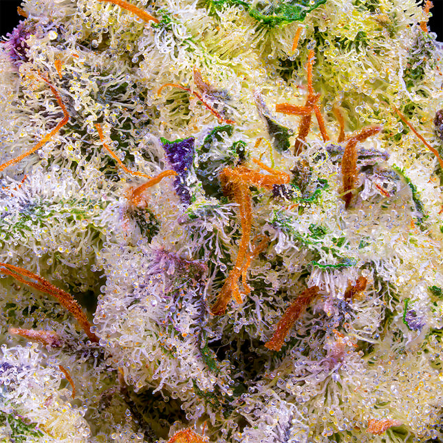 Pineapple Biscotti Pre-Roll 5-Pack [2.5g] - Image 6
