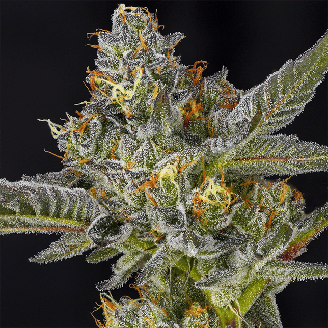 Sea Biscuit A2 - Image 1