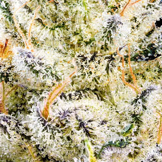 Chem 51 [3.5g] - Image 6