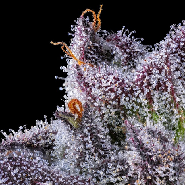 98K Pre-Roll 5-Pack [2.5g] - Image 8
