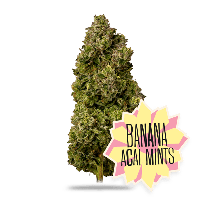 Banana Acai Mints - Image 2