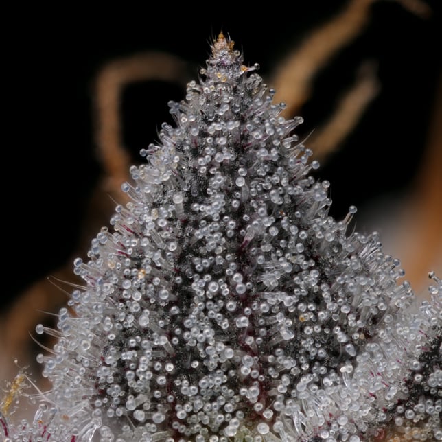 Purple Ripple [1000mg] - Image 4