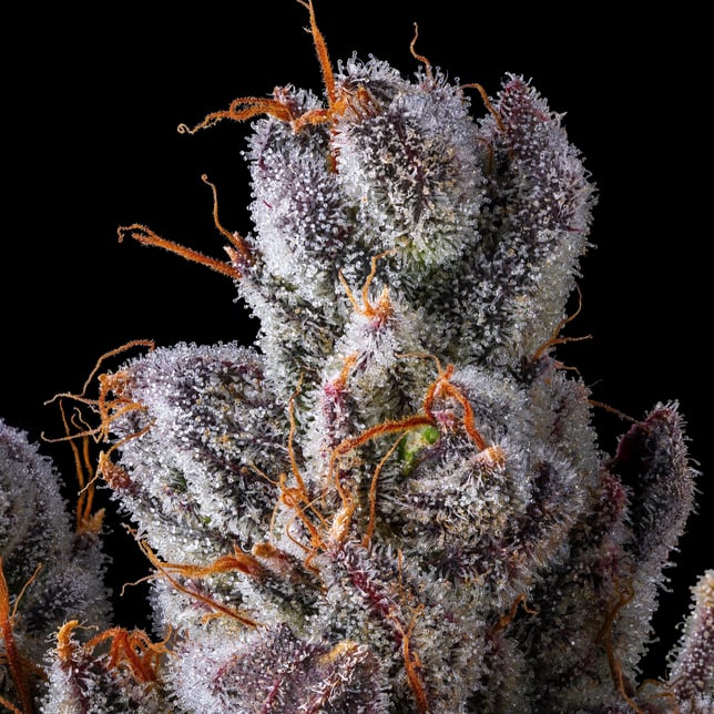 Pineapple Biscotti Pre-Roll 5-Pack [2.5g] - Image 9
