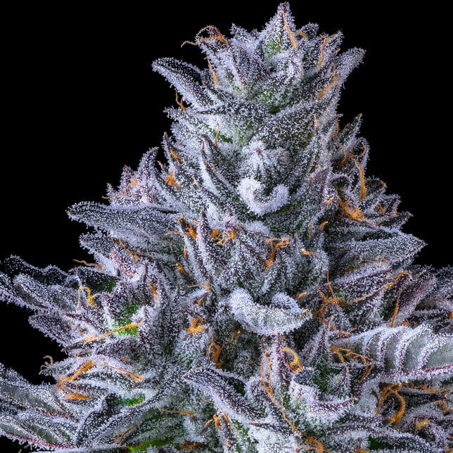 Chroma Pre-Roll 5-Pack [2.5g] - Image 8