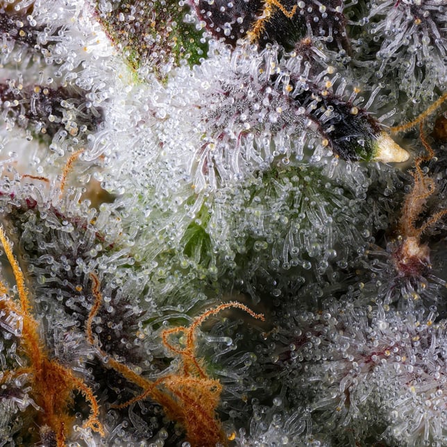 BluZangria [3.5g] - Image 8