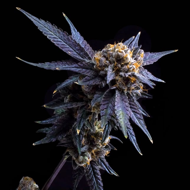 Blue Lotus Pre-Roll 5-Pack [2.5g] - Image 6