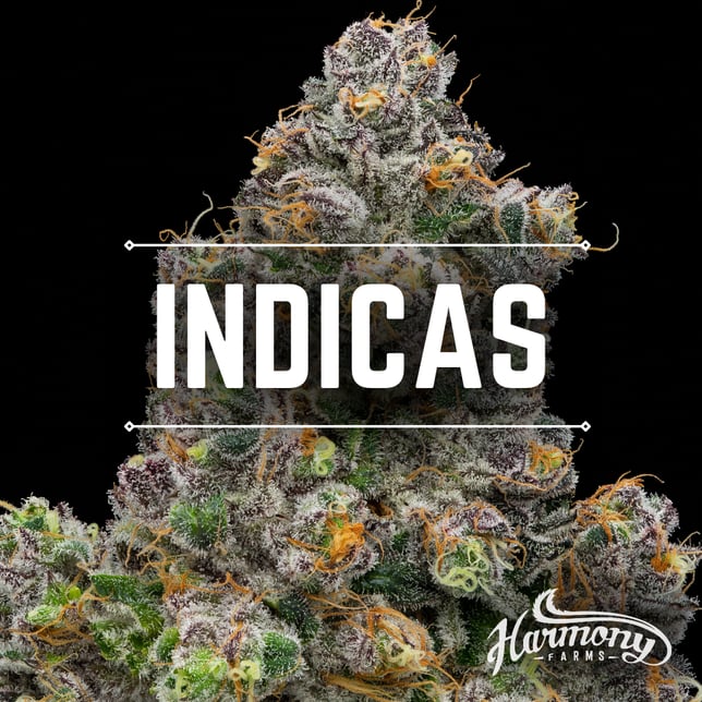 Sweet Tooth - Image 1 Sweet Tooth - Image 1