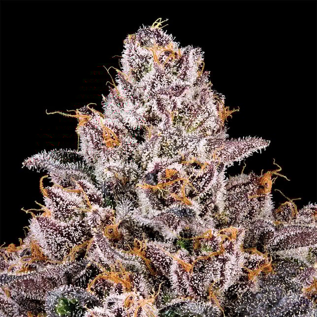 98 Reserve Gold Blend - Image 11