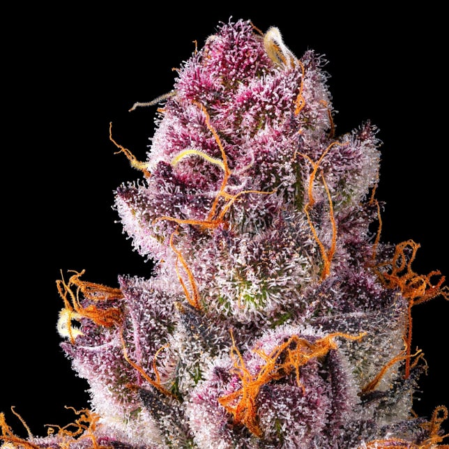 Lemon Cherry Tropicana Gold Blend - Image 10