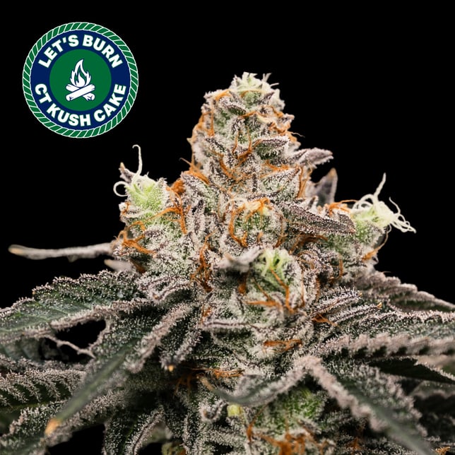 Let's Burn - CT Kush Cake (I) Flower C0200000003 - Image 6 Let's Burn - CT Kush Cake (I) Flower C0200000003 - Image 6