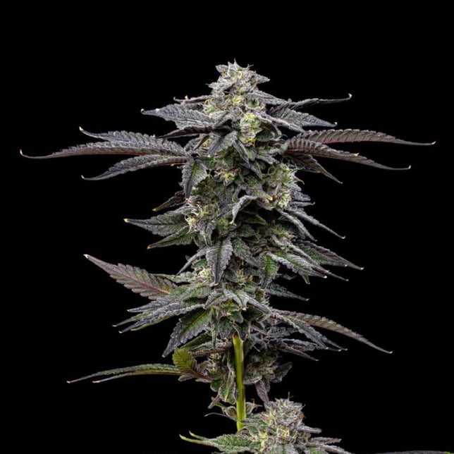 Zero Gravity [1g] - Image 2