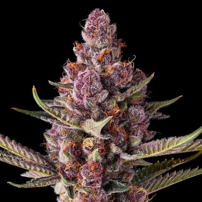 Lemon Cherry Tropicana [3.5g] - Image 7