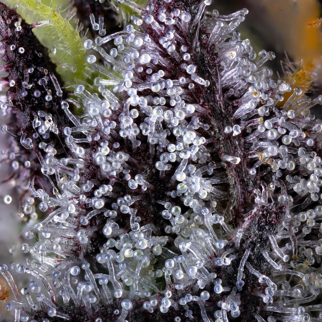 Chrome Dome Pre-Roll (1g) - Image 10