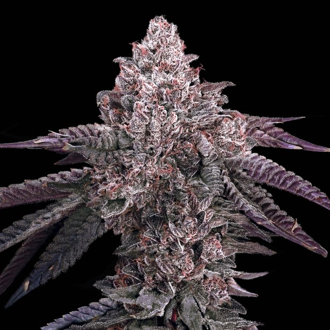 Pre-98 Bubba Kush x Runtz - Image 6