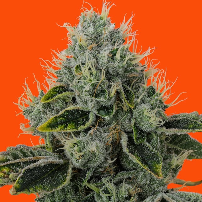 One Way - Image 2 One Way - Image 2